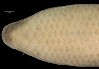 Media type: image;   Herpetology R-26581 Aspect: head ventral